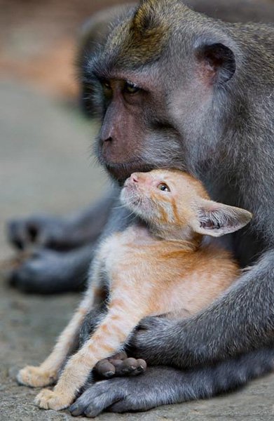 如果有人或其他猴子靠近小猫，短尾猴会表现得非常不安